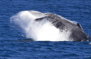 Humpback whale (Megaptera novaeangliae) in the lower Gulf of California (Sea of Cortez), Baja California Sur, Mexico.