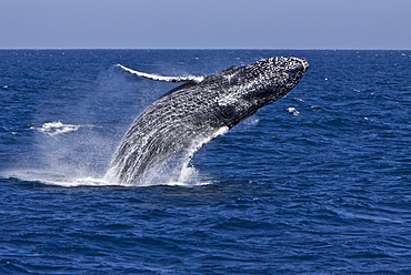 Humpback whale (Megaptera novaeangliae) breaching in the lower Gulf of California (Sea of Cortez), Baja California Sur, Mexico.