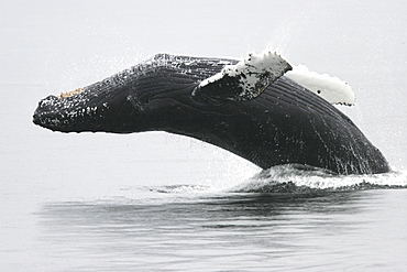 Adult humpback Whale (Megaptera novaeangliae) breaching near the Five Fingers Island Group in Southeast Alaska, USA. Pacific Ocean.