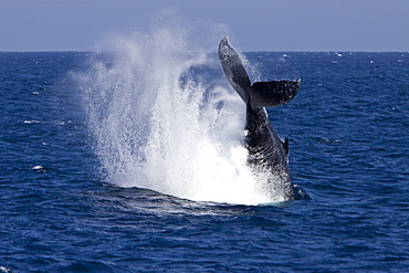 Humpback whale (Megaptera novaeangliae) tail throw in the lower Gulf of California (Sea of Cortez), Baja California Sur, Mexico.