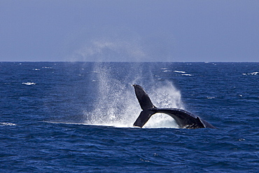 Humpback whale (Megaptera novaeangliae) tail throw in the lower Gulf of California (Sea of Cortez), Baja California Sur, Mexico.