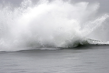 Adult Humpback Whale (Megaptera novaeangliae) breaching in Frederick Sound, Southeast Alaska, USA. Pacific Ocean.