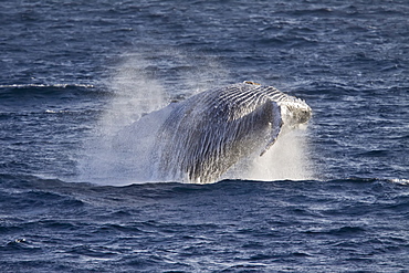 Humpback whale (Megaptera novaeangliae) breaching in the lower Gulf of California (Sea of Cortez), Baja California Sur, Mexico.