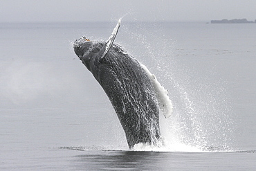 Adult humpback Whale (Megaptera novaeangliae) breaching near the Five Fingers Island Group in Southeast Alaska, USA. Pacific Ocean.