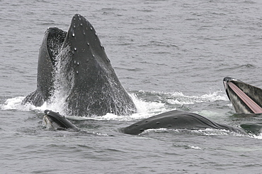 Adult humpback whales (Megaptera novaeangliae) cooperatively "bubble-net" feeding in Southeast Alaska, USA. Pacific Ocean