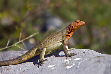 Lava lizard (Microlophus spp) in the Galapagos Island Archipeligo, Ecuador. Many of the islands within the Galapagos Island Archipeligo have their own endemic species.