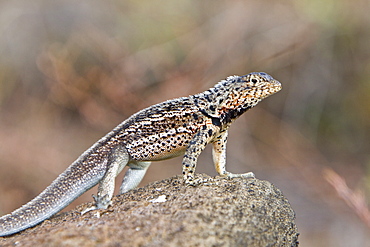 Lava lizard (Microlophus spp) in the Galapagos Island Archipeligo, Ecuador. Many of the islands within the Galapagos Island Archipeligo have their own endemic species.