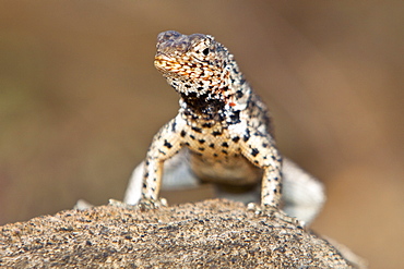 Lava lizard (Microlophus spp) in the Galapagos Island Archipeligo, Ecuador. MORE INFO: Many of the islands within the Galapagos Island Archipeligo have their own endemic species.