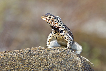 Lava lizard (Microlophus spp) in the Galapagos Island Archipeligo, Ecuador. Many of the islands within the Galapagos Island Archipeligo have their own endemic species.