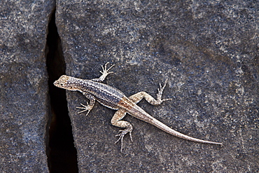 Lava lizard (Microlophus spp) in the Galapagos Island Archipeligo, Ecuador. MORE INFO: Many of the islands within the Galapagos Island Archipeligo have their own endemic species.