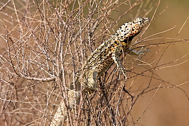 Lava lizard (Microlophus spp) in the Galapagos Island Archipeligo, Ecuador. Many of the islands within the Galapagos Island Archipeligo have their own endemic species.