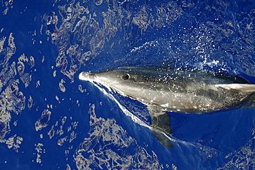 Adult rough-toothed dolphin (Steno bredanensis) bow riding the National Geographic Endeavour near Ascension Island. South Atlantic Ocean.