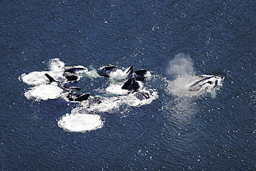 Aerial view of adult humpback whales (Megaptera novaeangliae) cooperatively "bubble-net" feeding in Southeast Alaska, USA