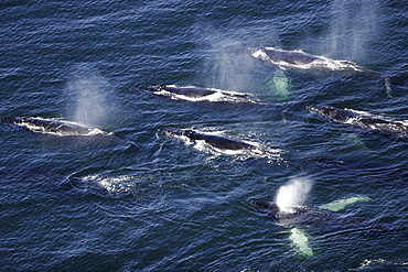 Aerial view of feeding humpback Whales (Megaptera novaeangliae) surfacing off Whitestone Harbor in Southeast Alaska, USA. Pacific Ocean.