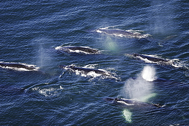 Aerial view of adult humpback whales (Megaptera novaeangliae) preparing to dive in order to cooperatively "bubble-net" feed in Southeast Alaska, USA