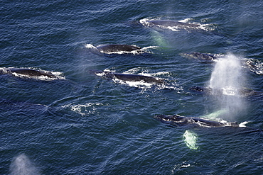 Aerial view of adult humpback whales (Megaptera novaeangliae) preparing to dive in order to cooperatively "bubble-net" feed in Southeast Alaska, USA