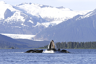 Humpback whales (Megaptera novaeangliae) co-operatively bubble-net feeding in front of Mendenhall Glacier in Stephen's Passage, Southeast Alaska, USA. Pacific Ocean.