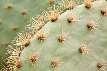 Intruiging and whimsical shapes and patterns in the giant Opuntia cactus (Opuntia echios) of the Galapagos Island Group. MORE INFO: This cacti is endemic to the Galapagos Islands.