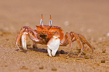 Adult ghost crab (Ocypode sp.) on the beach in the Galapagos Island Archipelago, Ecuador