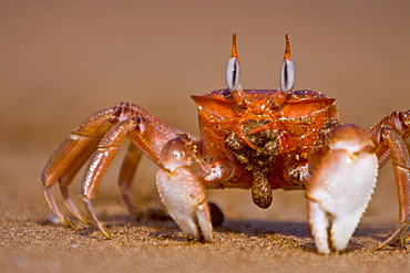 Adult ghost crab (Ocypode sp.) on the beach in the Galapagos Island Archipelago, Ecuador