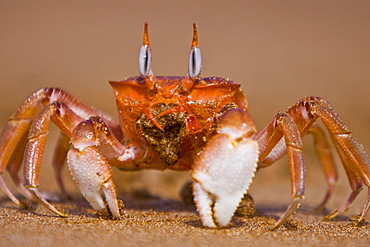 Adult ghost crab (Ocypode sp.) on the beach in the Galapagos Island Archipelago, Ecuador