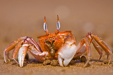 Adult ghost crab (Ocypode sp.) on the beach in the Galapagos Island Archipelago, Ecuador