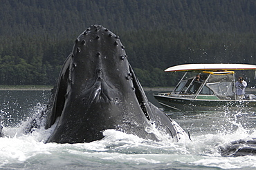 Humpback Whales (Megaptera novaeangliae) co-operatively bubble-net feeding near small whale watching boat in Stephen's Passage, Southeast Alaska, USA. Pacific Ocean.