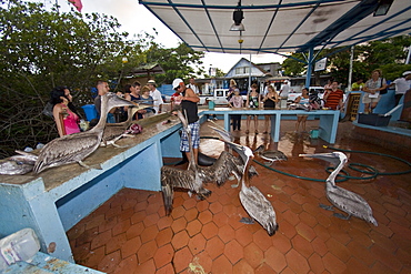 Scenes from around the small town of Puerto Ayora on Santa Cruz Island, Galapagos, Ecuador. Pacific Ocean. No model or property releases are available for this image.