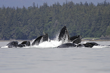 Humpback whales (Megaptera novaeangliae) co-operatively bubble-net feeding in Stephen's Passage, Southeast Alaska, USA. Pacific Ocean.