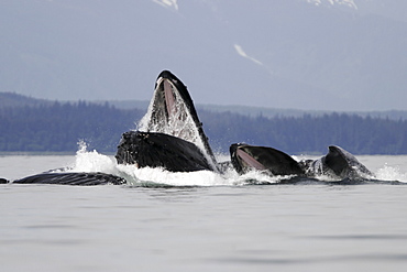 Humpback whales (Megaptera novaeangliae) co-operatively bubble-net feeding in Stephen's Passage, Southeast Alaska, USA. Pacific Ocean.