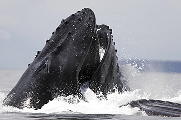 Humpback Whales (Megaptera novaeangliae) co-operatively bubble-net feeding in Stephen's Passage, Southeast Alaska, USA. Pacific Ocean.