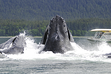 Humpback Whales (Megaptera novaeangliae) co-operatively bubble-net feeding near small whale watching boat in Stephen's Passage, Southeast Alaska, USA. Pacific Ocean.