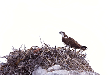 Adult osprey (Pandion haliaetus) on nest at Isla Rasa in the Gulf of California (Sea of Cortez) Baja California Sur, Mexico.