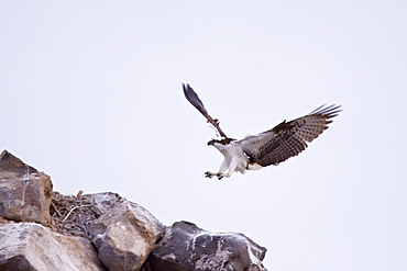 Adult osprey (Pandion haliaetus) on nest at Isla Rasa in the Gulf of California (Sea of Cortez) Baja California Sur, Mexico.