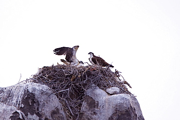 Adult osprey (Pandion haliaetus) on nest at Isla Rasa in the Gulf of California (Sea of Cortez) Baja California Sur, Mexico.