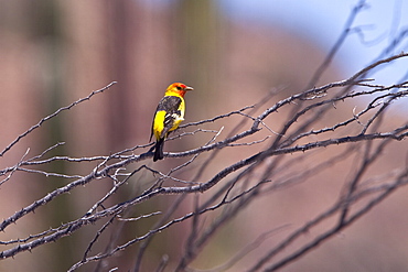 Adult male western tanager (Piranga ludoviciana) in breeding plumage on Isla San Esteban in the middle Gulf of California (Sea of Cortez), Mexico.