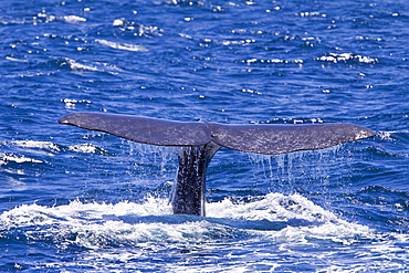 Sperm Whale (Physeter macrocephalus) surfacing in the mid-riff Island area of the Gulf of California (Sea of Cortez),  Sonora, Mexico