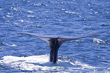 Sperm Whale (Physeter macrocephalus) surfacing in the mid-riff Island area of the Gulf of California (Sea of Cortez),  Sonora, Mexico