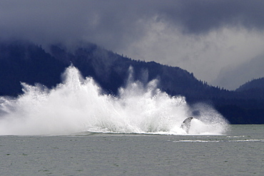 Adult Humpback Whale (Megaptera novaeangliae) breaching in Stephen's Passage, Southeast Alaska, USA. Pacific Ocean.