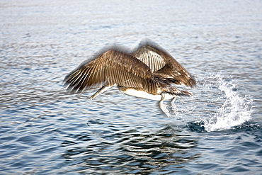 Brown pelican (Pelecanus occidentalis) in the Gulf of California (Sea of Cortez), Baja California Norte, Mexico.