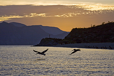 Brown pelican (Pelecanus occidentalis) in the Gulf of California (Sea of Cortez), Baja California Norte, Mexico.