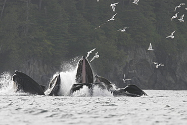 Humpback Whales (Megaptera novaeangliae) cooperatively bubble-net feeding in Southeast Alaska, USA.