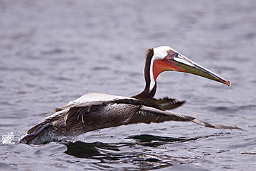 Brown pelican (Pelecanus occidentalis) in the Gulf of California (Sea of Cortez), Baja California Norte, Mexico.