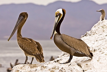 Juvenile brown pelican (left) and adult (right) (Pelecanus occidentalis) in the Gulf of California (Sea of Cortez), Baja California Norte, Mexico.