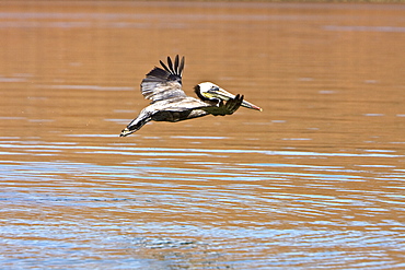 Brown pelican (Pelecanus occidentalis) in the Gulf of California (Sea of Cortez), Baja California Norte, Mexico.