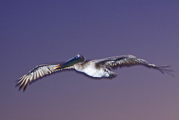 Adult brown pelican (Pelecanus occidentalis) in the Galapagos Island Group, Ecuador. Pacific Ocean.