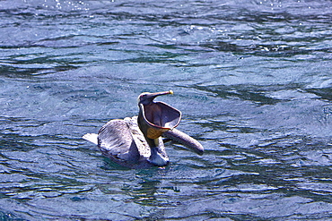 Adult brown pelican (Pelecanus occidentalis) in the Galapagos Island Group, Ecuador. Pacific Ocean.