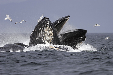 Adult Humpback Whales (Megaptera novaeangliae) cooperative bubble-net feeding for herring in Iyoukeen Bay, Chichagof Island, Southeast Alaska.