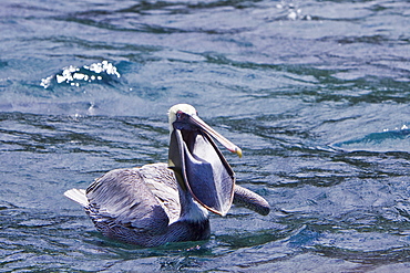 Adult brown pelican (Pelecanus occidentalis) in the Galapagos Island Group, Ecuador. Pacific Ocean.