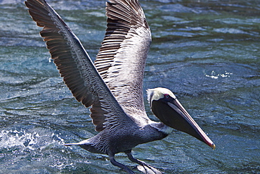 Adult brown pelican (Pelecanus occidentalis) landing on the water in the Galapagos Island Group, Ecuador. Pacific Ocean.